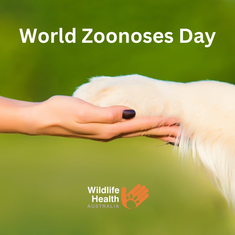 healthywildlife's tweet photo. Today is World Zoonoses Day. Zoonoses are diseases which can be transmitted from animals to humans, and it's a reminder that the health of animals, humans and our environment is interconnected, so it's important we protect animal health to protect human health as well. https://t.co/RDneU2qOlA