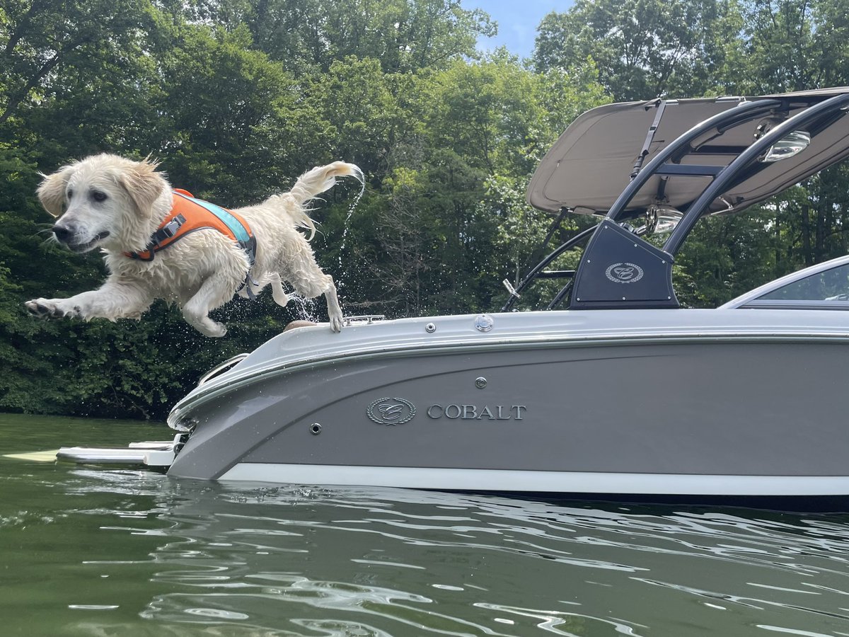 @CobaltBoats Our 2015 Cobalt 220S at Smith Mountain Lake and Ollie jumping off boat into lake!