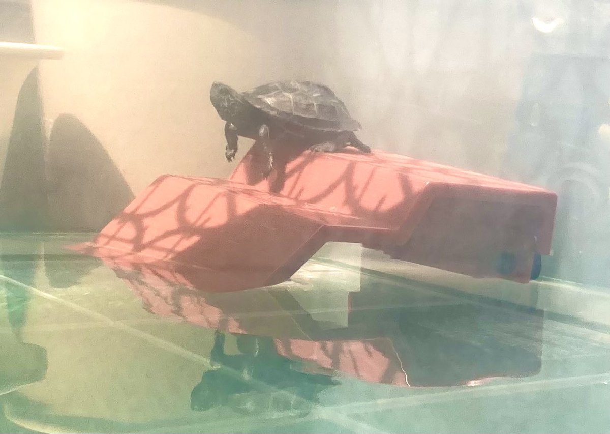 review_mama24's tweet photo. えっ？
最近、飼った、うちの亀🐢
２本足で絶妙なバランスで立っとるんやけど、、、(　ﾟдﾟ)💦‼️
どーゆー状況？
＃絶妙なバランス 
＃うんちゅう 
＃イシガメとクサガメの子ども
 ＃亀って２本足で立つの？
＃そーっと近づいて激写したかったけど水の中に逃げられた😢
＃亀おもろい 🐢 https://t.co/WtudZIGE0A
