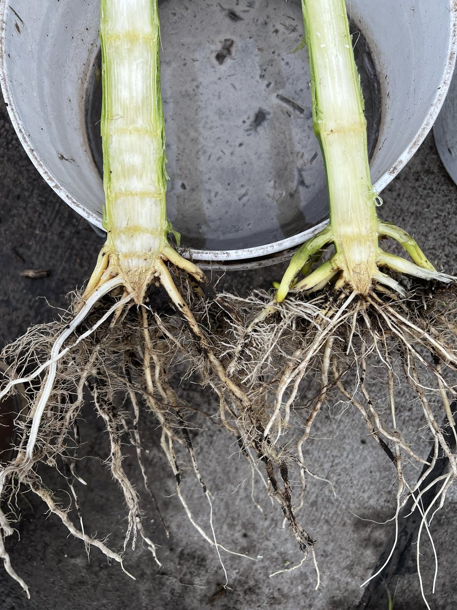 The younger generation in me would say #Preceon is getting thicc. (Preceon on the left, Tall on the right)
#bayer4ne