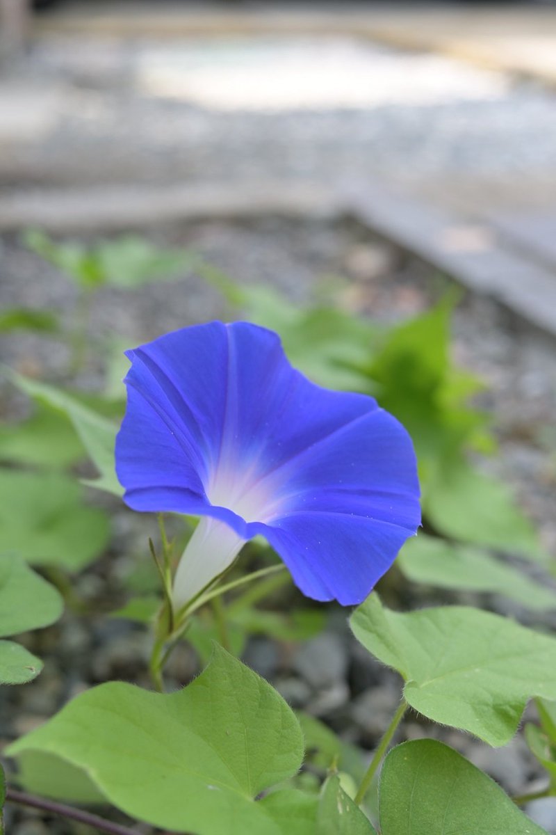 88mcxYZDxgsqEKj's tweet image. いつの間に自生した朝顔が一輪だけ。#NikonZ30 #あさがお