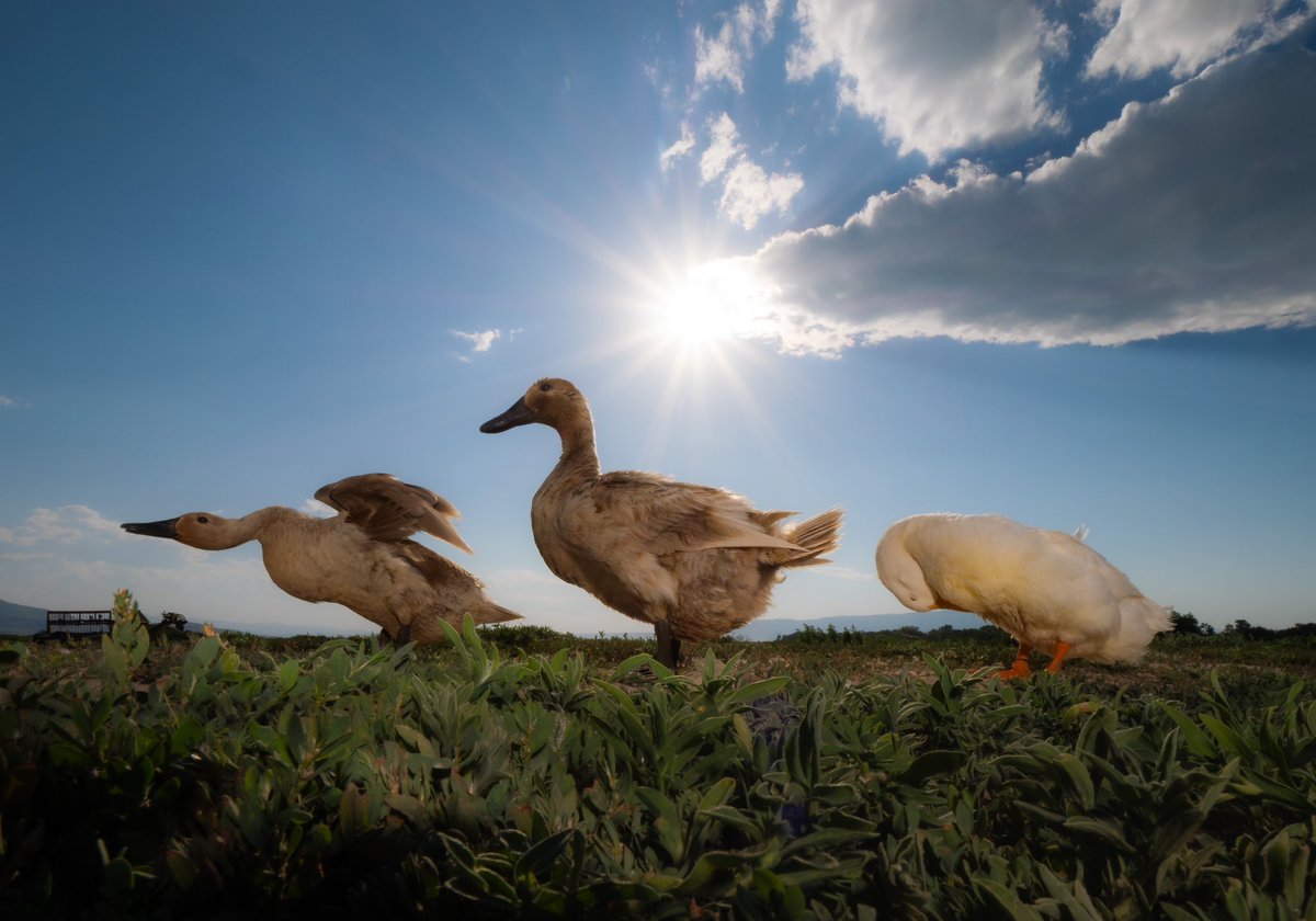 DashDucks.tv tweet media