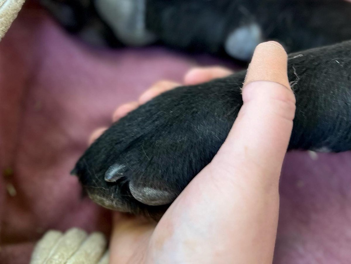 Rylee Pedotti tweet media