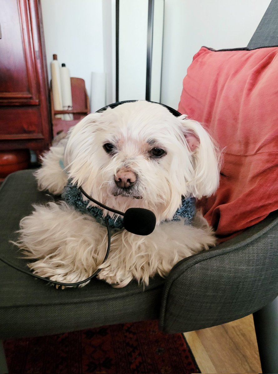 Gosh, you leave your desk for a minute in this place and someone tries to take your job #MeAndMyTao #Maltese #DogJobs #CuteDogs #DogsofTwitter #DogsofMelbourne