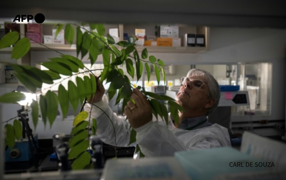 Medicar sem "chapar": planta parecida com a #cannabis gera esperança no país u.afp.com/irGm #AFP #VÍDEO por <a href="/Floplaucheur/">Florian Plaucheur</a> e <a href="/suzane_reporter/">Suzane de Oliveira</a> #Brasil #saúde #medicina #UFRJ