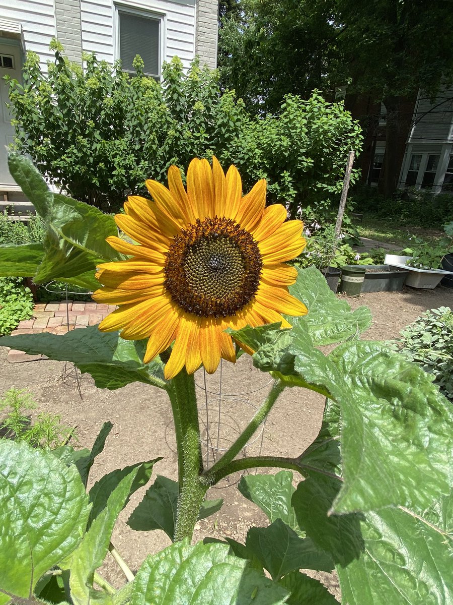 Celestial Sunflower 💚✨🌻🪶

#GreenGrocerCee