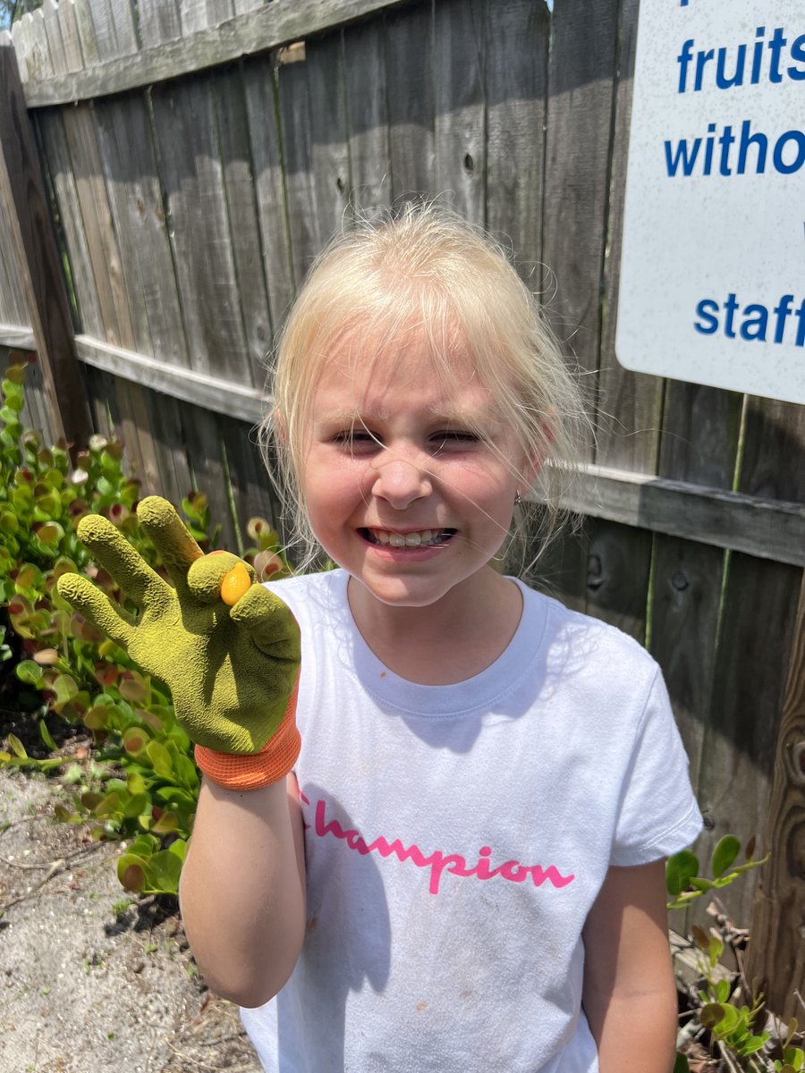 bgcmartincounty's tweet photo. Sonia, our Healthy Habits Specialist, enlisted Club members to help with garden maintenance! Members working in the garden have been enjoying learning how to grow, harvest and clean tomatoes.
#BGCMC #HealthyHabits https://t.co/V6cYlX5PAE