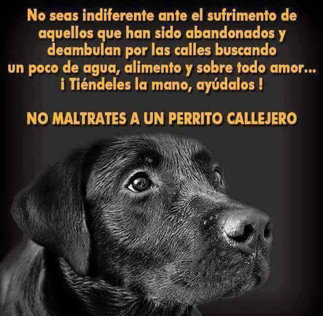 GRamirezF_D12's tweet photo. Buenas noches 🐾🐶❤️ https://t.co/G8YqtKMSoR