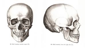 froggo_3ve1yn_f's tweet photo. “Burntrap’s corpse has a male skull” Mfs when this skull looks more like a Neanderthal https://t.co/kpnPB55svB