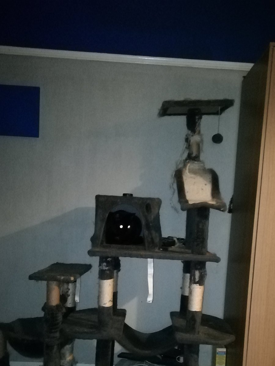 ATVNetworkCat's tweet photo. When I close my eyes no one can find me. #CatHideOut #CatsEyes #CatsOfTwitter https://t.co/UVzZ89MIiz