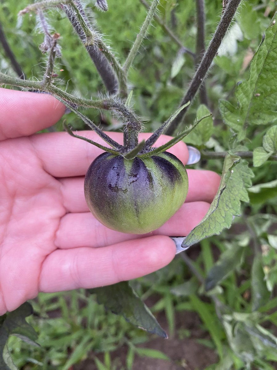 AlaskaEliza's tweet photo. Summertime in the garden https://t.co/tnwjuuSJHx