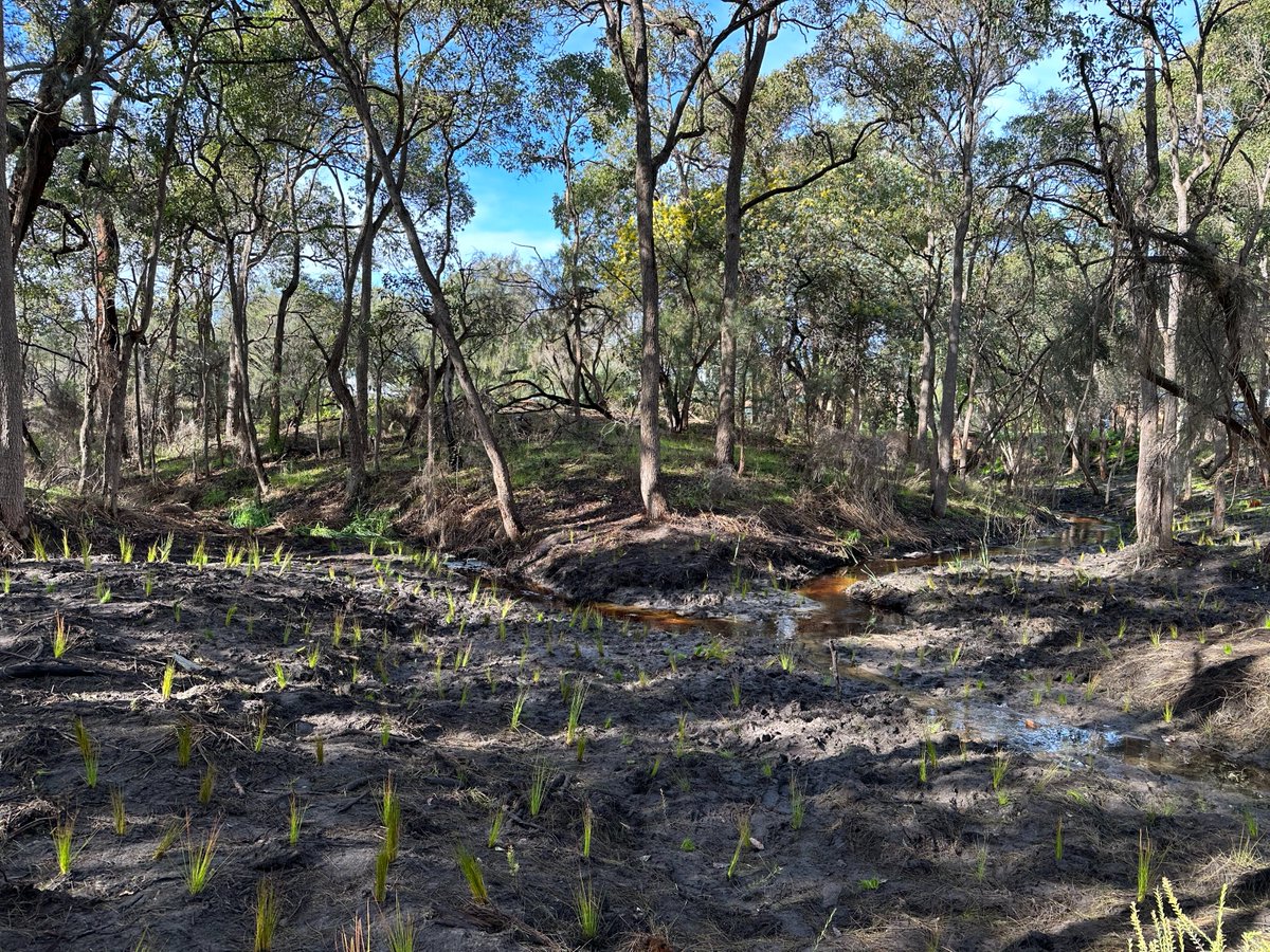 Jesse_Rowley5's tweet photo. Together with the @ShireofMurray and 150 eager students from local schools around the region, over 3000 seedlings are now in the ground creating corridor linkages &amp; providing habitat for native animals 🌱🦘💦 

#PeopleWorkingTogether #HealingBilya through @AlcoaFoundation funding https://t.co/KAtth2T3o6
