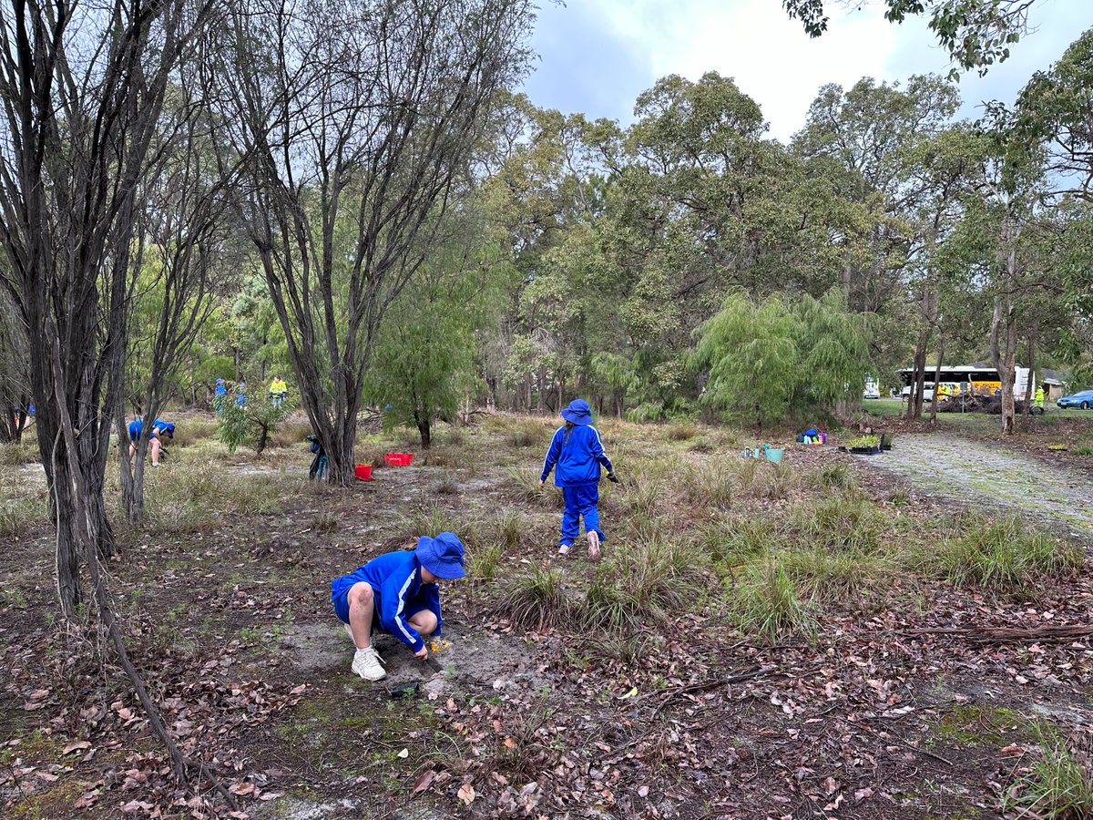 Jesse_Rowley5's tweet photo. Together with the @ShireofMurray and 150 eager students from local schools around the region, over 3000 seedlings are now in the ground creating corridor linkages &amp; providing habitat for native animals 🌱🦘💦 

#PeopleWorkingTogether #HealingBilya through @AlcoaFoundation funding https://t.co/KAtth2T3o6