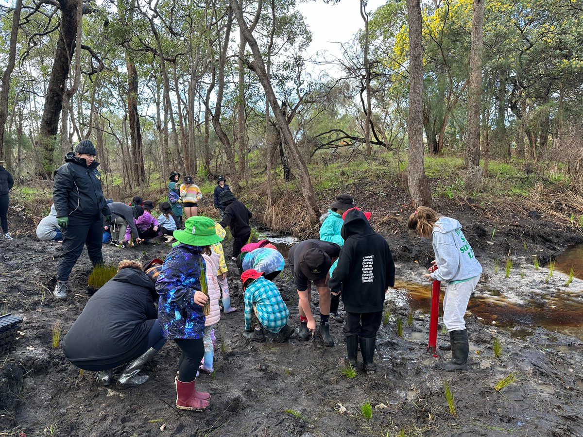 Jesse_Rowley5's tweet photo. Together with the @ShireofMurray and 150 eager students from local schools around the region, over 3000 seedlings are now in the ground creating corridor linkages &amp; providing habitat for native animals 🌱🦘💦 

#PeopleWorkingTogether #HealingBilya through @AlcoaFoundation funding https://t.co/KAtth2T3o6