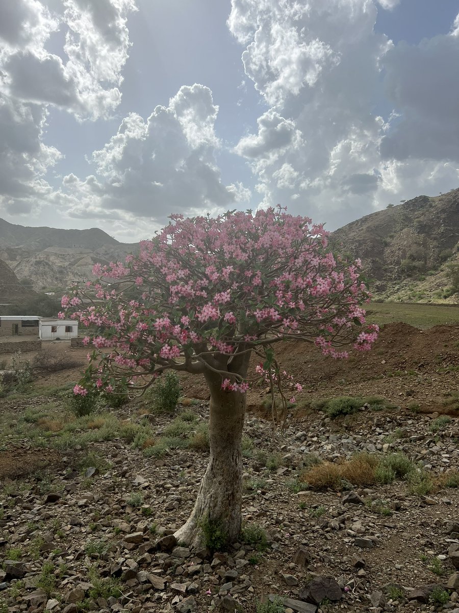 محمد اليزيدي (@muha1400) on Twitter photo 