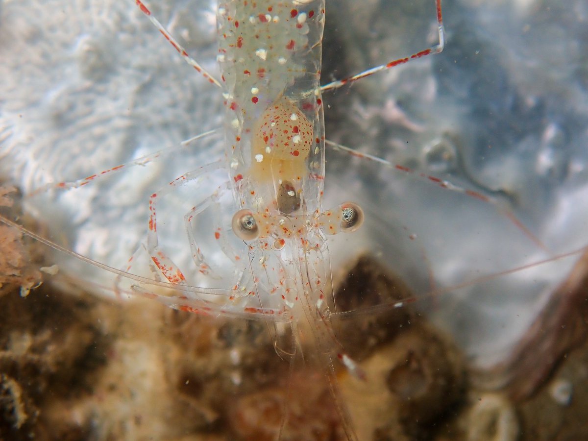 WK_Tang's tweet photo. Cleaning 🦐
#CleaningShrimp #Urocaridella #Transparent #Hollowness
#Wildlife #Underwater #Photography #MarineBiology #Scubadiving 
#Photogroffee https://t.co/Eb1TaH1b3C