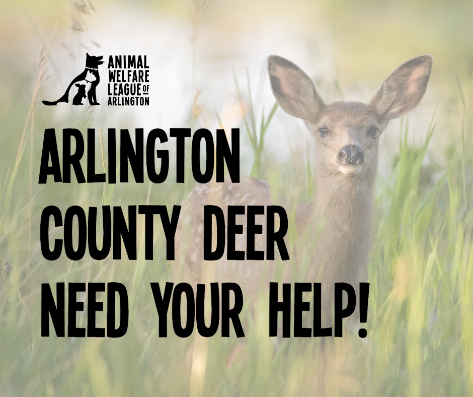 Arlington Department of Parks and Recreation's latest survey is advocating for the killing of deer in our backyards. We urge our supporters to read this statement from our President &amp; CEO and fill out the county's Deer Management Project Survey: awla.org/animal-welfare…