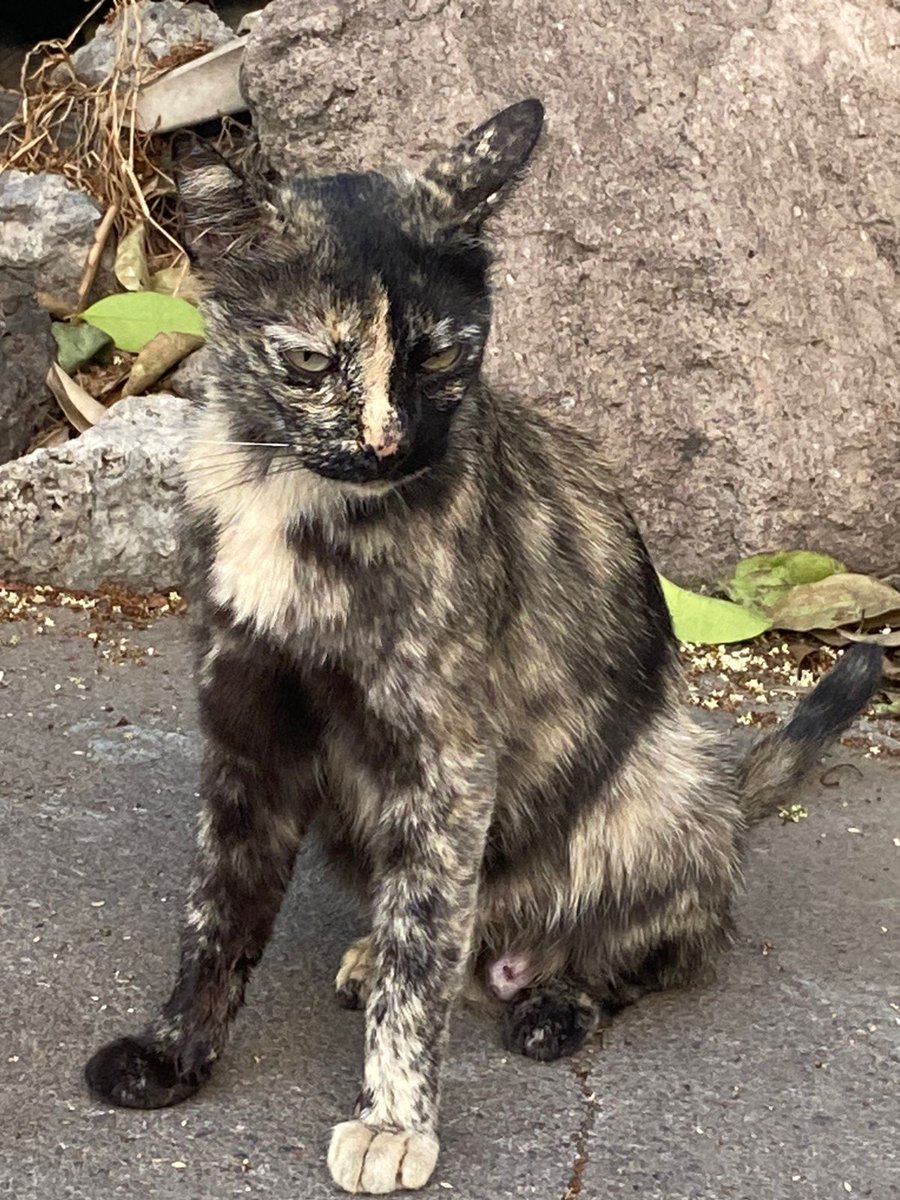 Hola! <a href="/LordGatus/">Lord Gatus</a> <a href="/GatitosCdmx/">GatitosCdmxAyuda</a> <a href="/gatitosasalvo/">🐾🐾Gatitos a salvo🐾🐾</a> <a href="/gatos_en/">Gatos en adopcion</a> <a href="/MascotasSismo/">Mascotas Sismo</a> me ayudan con RT? Estos gatitos son hijitos de una gatita Carey, están en la calle, les llevamos comida pero corren mucho riesgo 🥺 si alguien puede adoptar, veo trasladarlos y llevarlos con protocolo básico 🙏🏻