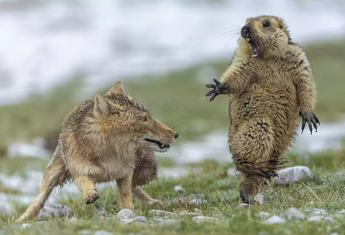 Bio_comunidad's tweet photo. …
Esta foto capta el preciso instante en el que una marmota se da cuenta de que la va a matar un zorro tibetano.

El momento capturado le valió al fotógrafo chino Yongqing Bao el Premio al Fotógrafo de Animales del Año (Wildlife Photographer) en el Museo de Historia Natural de Londres.

Esta ha merecido la máxima distinción del concurso por «haber capturado una interacción tan potente», es decir, el miedo puro de la presa ante su depredador.

“La intensidad de la vida y la muerte estaba escrita en sus rostros”, dice el pie de foto. “El depredador a mitad de movimiento, sus largos caninos revelados, y la presa aterrorizada, la pata delantera extendida, con largas garras adaptadas para cavar, no para pelear”.

Se comprende el susto. El zorro tibetano es un astuto cazador diurno y solitario que habita en las altas mesetas (a 4500 metros de altura) de Nepal, China y la India.

No olvides seguirnos ❤️