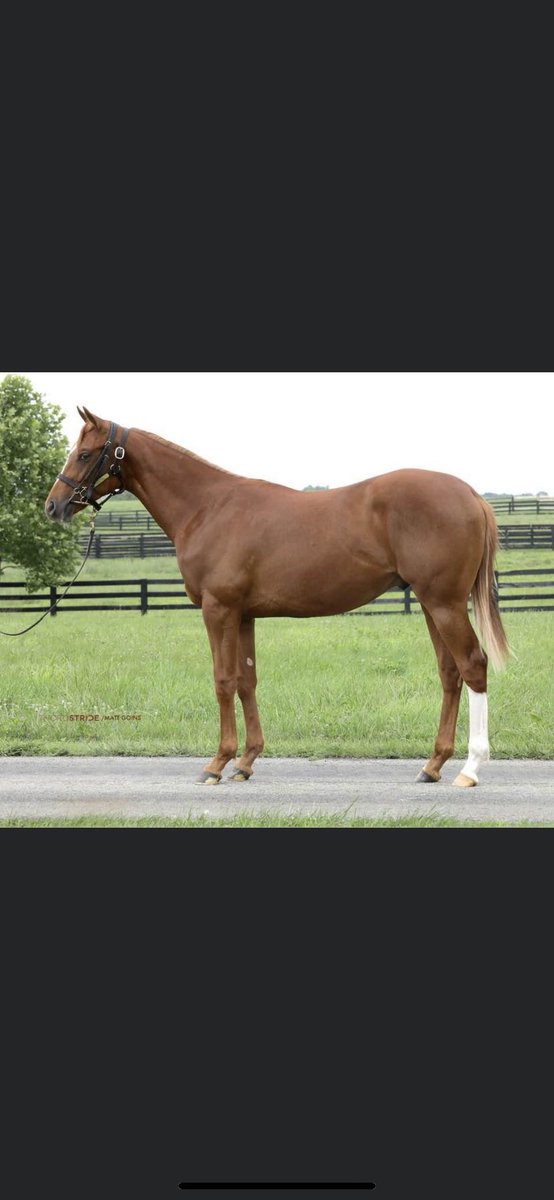 Dermo99's tweet image. Hip180-Colt- Violence ex Seek A Star. Hip 269-Filly- Good Magic ex Bittersweet Ride.Hip 276- Colt- Good Magic ex Bola de Cristal (IRE) .Hip 280-Filly- Maclean’s Music ex Banga Ridge. Four cracking Ontario Breds selling with Cara Bloodstock at the upcoming @FasigTiptonCo July Sale