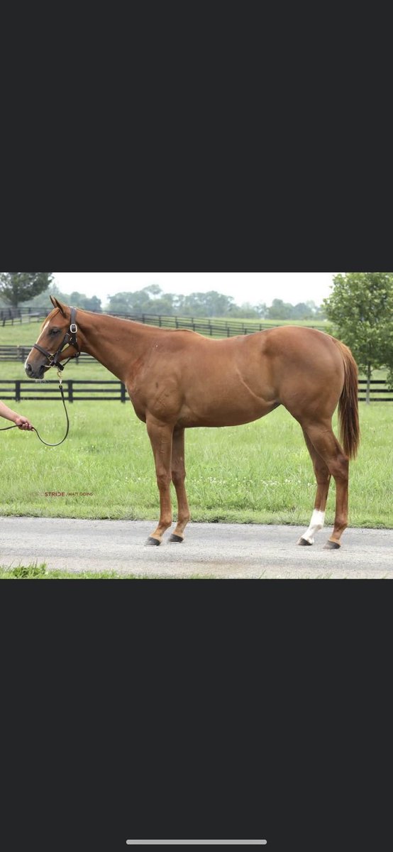 Dermo99's tweet image. Hip180-Colt- Violence ex Seek A Star. Hip 269-Filly- Good Magic ex Bittersweet Ride.Hip 276- Colt- Good Magic ex Bola de Cristal (IRE) .Hip 280-Filly- Maclean’s Music ex Banga Ridge. Four cracking Ontario Breds selling with Cara Bloodstock at the upcoming @FasigTiptonCo July Sale