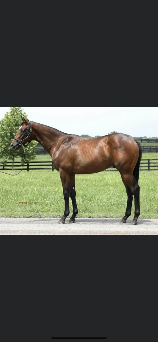 Dermo99's tweet image. Hip180-Colt- Violence ex Seek A Star. Hip 269-Filly- Good Magic ex Bittersweet Ride.Hip 276- Colt- Good Magic ex Bola de Cristal (IRE) .Hip 280-Filly- Maclean’s Music ex Banga Ridge. Four cracking Ontario Breds selling with Cara Bloodstock at the upcoming @FasigTiptonCo July Sale
