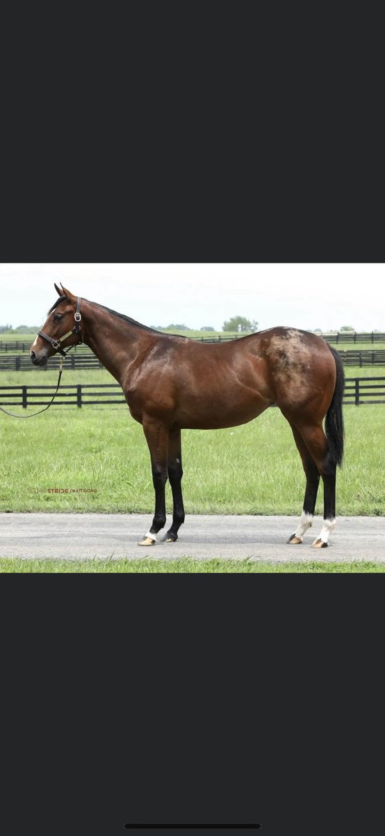 Dermo99's tweet image. Hip180-Colt- Violence ex Seek A Star. Hip 269-Filly- Good Magic ex Bittersweet Ride.Hip 276- Colt- Good Magic ex Bola de Cristal (IRE) .Hip 280-Filly- Maclean’s Music ex Banga Ridge. Four cracking Ontario Breds selling with Cara Bloodstock at the upcoming @FasigTiptonCo July Sale