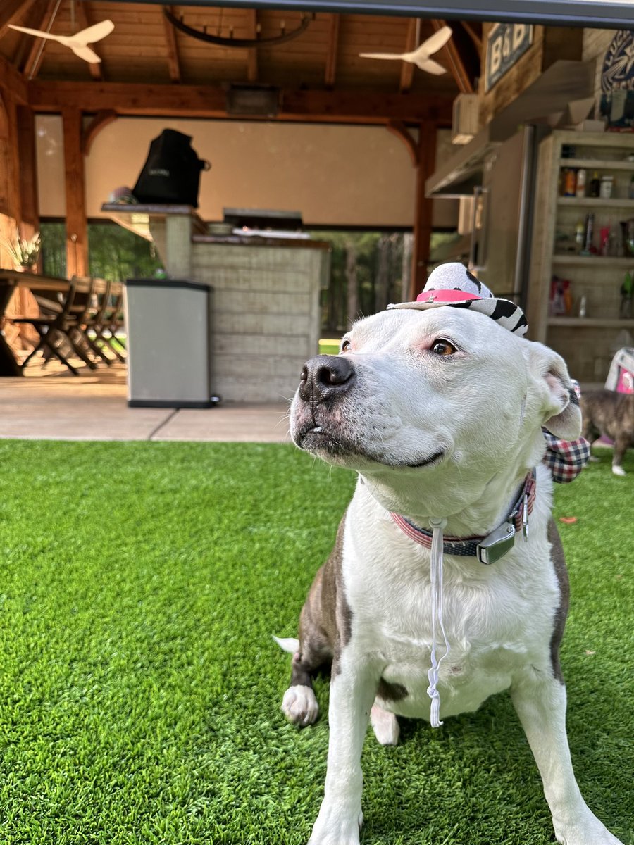 mirandalambert's tweet photo. 💕🥹 @MuttNation #loveharder https://t.co/cRyJowHUV9