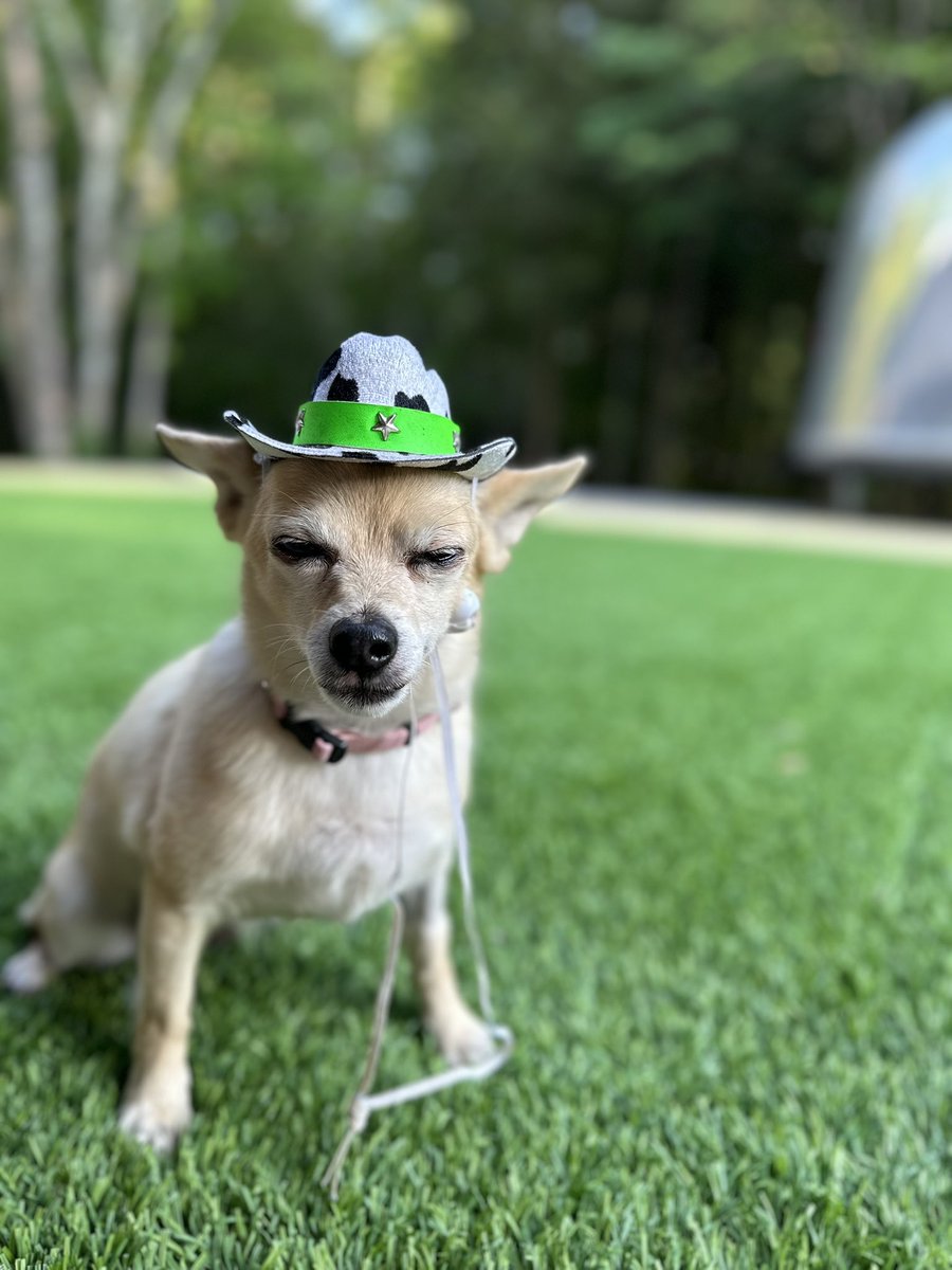mirandalambert's tweet photo. 💕🥹 @MuttNation #loveharder https://t.co/cRyJowHUV9