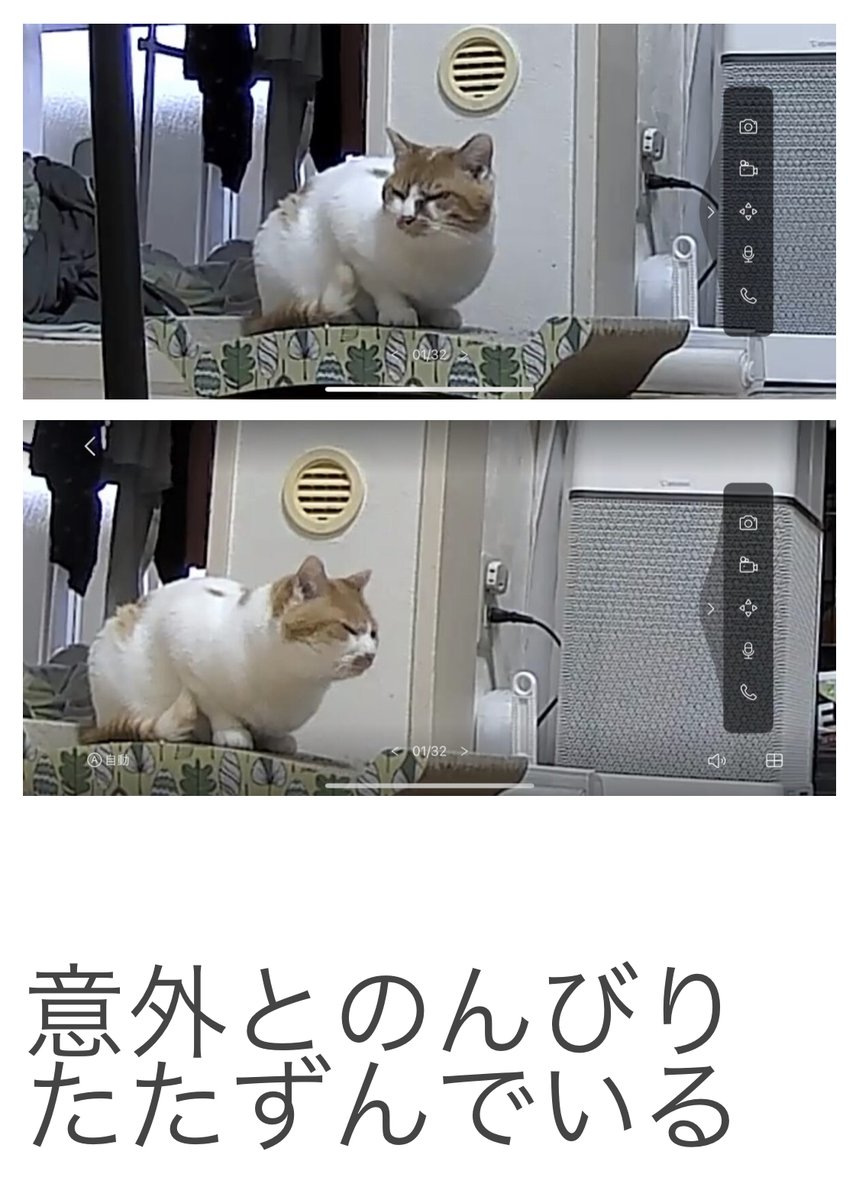 【オモコロブロス】
ペットカメラを買って外出中の愛猫を見守りました。
それが可愛いこと可愛いこと……

留守番中の愛猫が心配!ペットカメラで観察してみた
https://t.co/oVuDETfH2d 