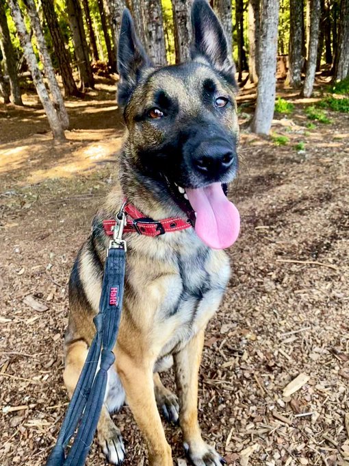 Me and Pips have escaped into the woods! https://t.co/O7PMLNyA6b