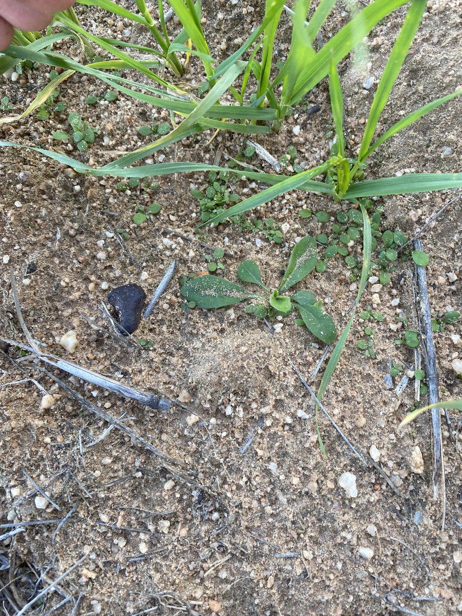 KevinDart01's tweet photo. @CropDoctor54 @YPAGAgronomy @WeedSmartAU @DMAg_consultant @agrobaz @grassrootsag @robbert115 Same story over here CD 😬 https://t.co/T2Iimqu9DM