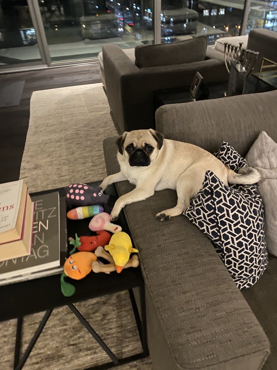 Only the pug of gay dads would think to organize her toys on an accent table.