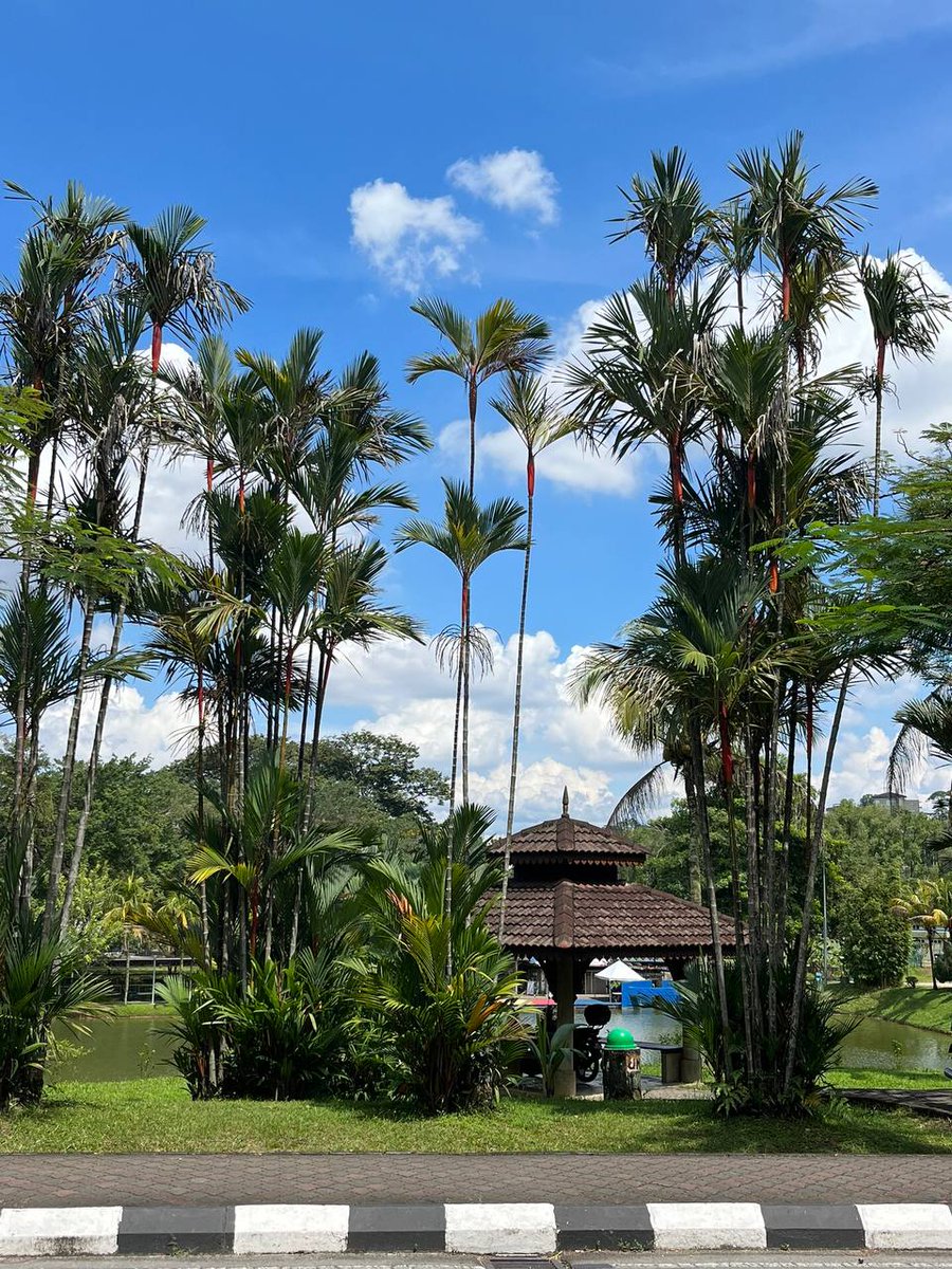 TiannaLucasf's tweet photo. Tropical morning has a lot of beauty https://t.co/ix3JdRu0wl