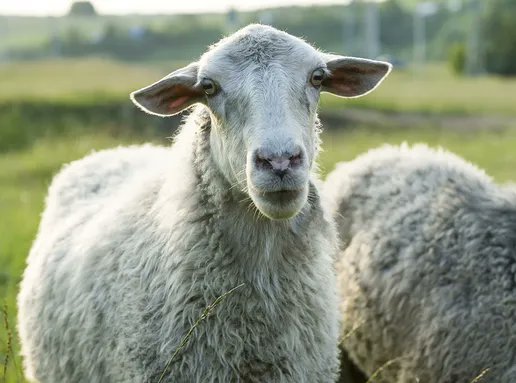 HomeopathyPlus's tweet photo. Homeopathy for Sheep, and More.
“My sheep have had fly strike as well as lice. Is there any homeopathic remedy for these conditions? If so, how do I administer it to them?” Read the answer for this and other questions.
https://t.co/iYhDe2oY3s
#sheep #lice #flystrike https://t.co/BpIVN6bUSM