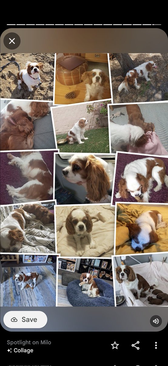 🌈🐶😅 I tink this program got confuse with this auto-collage of me. I did NOT has puppy!! Thats my little sisfur Riley 🥰 I watching over you little sisfur! 😘 To lily too!