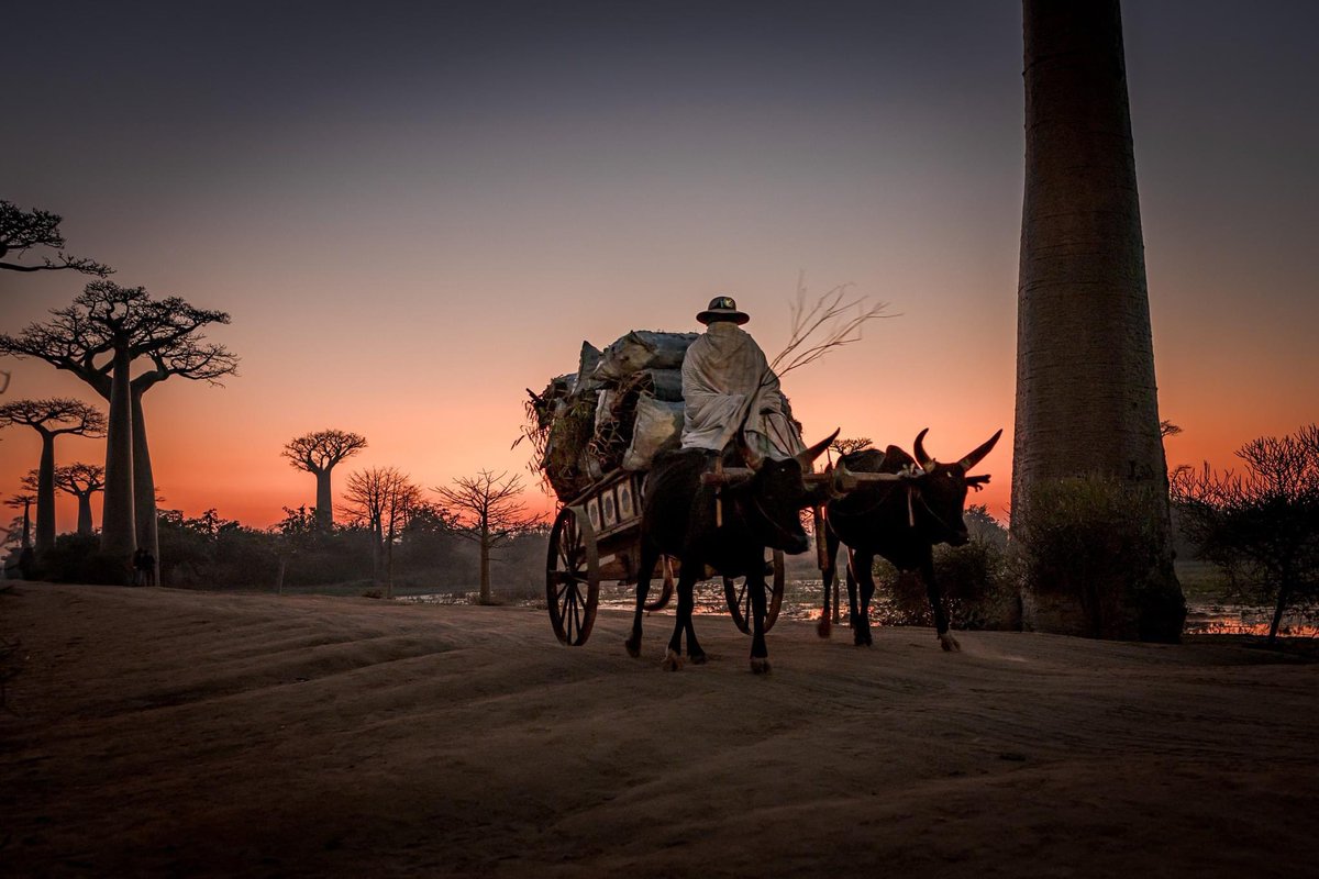 Feedback Madagascar tweet media