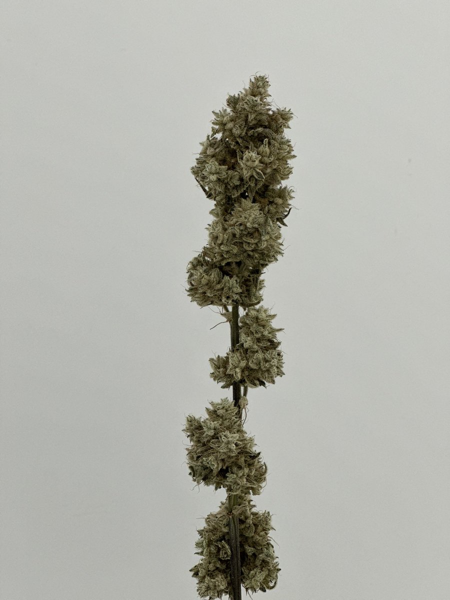 Beautiful Khalifa Mints