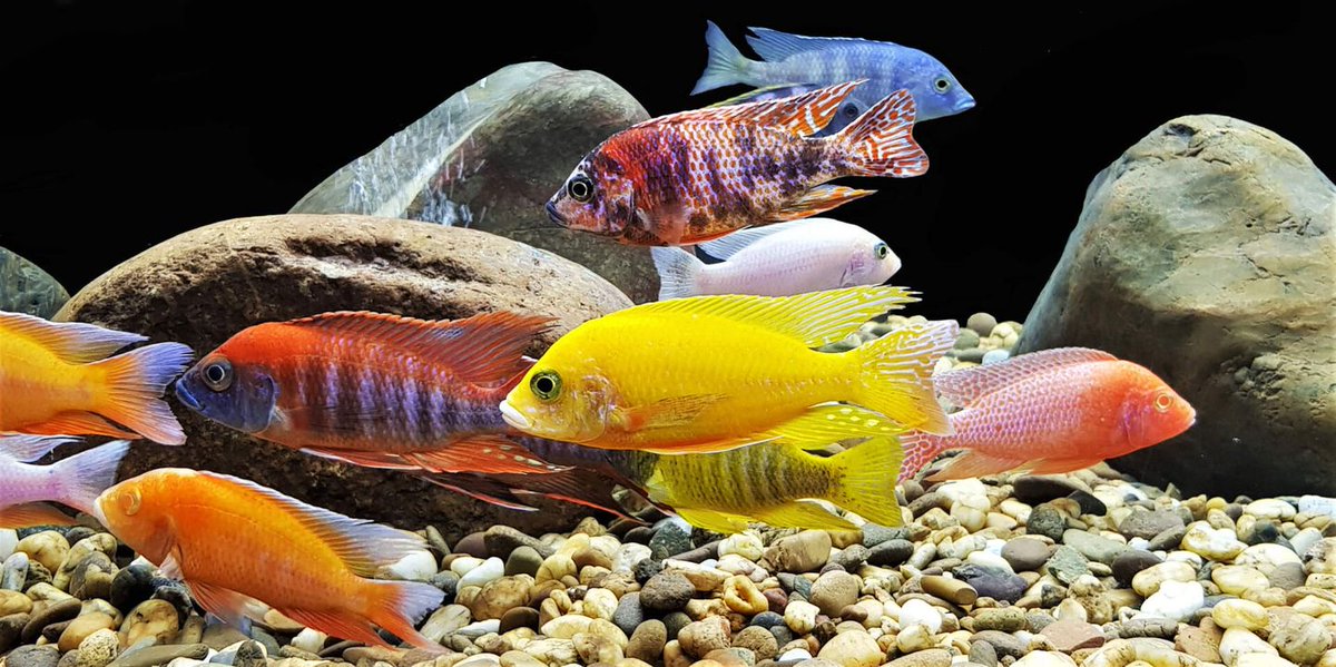 AW_SanDiego's tweet photo. Is exercise important for aquarium fish? Find out everything we know:
https://t.co/invKJbCmWM
.
#AquaticWarehouse #Fish #Aquariums #AquariumStore #SanDiego #FreshwaterAquarium #SaltwaterAquarium #AquariumHobby #ReefTank #Tanked #PlantedAquarium #FishStore #AquariumSupplies https://t.co/l0NRubpv7l