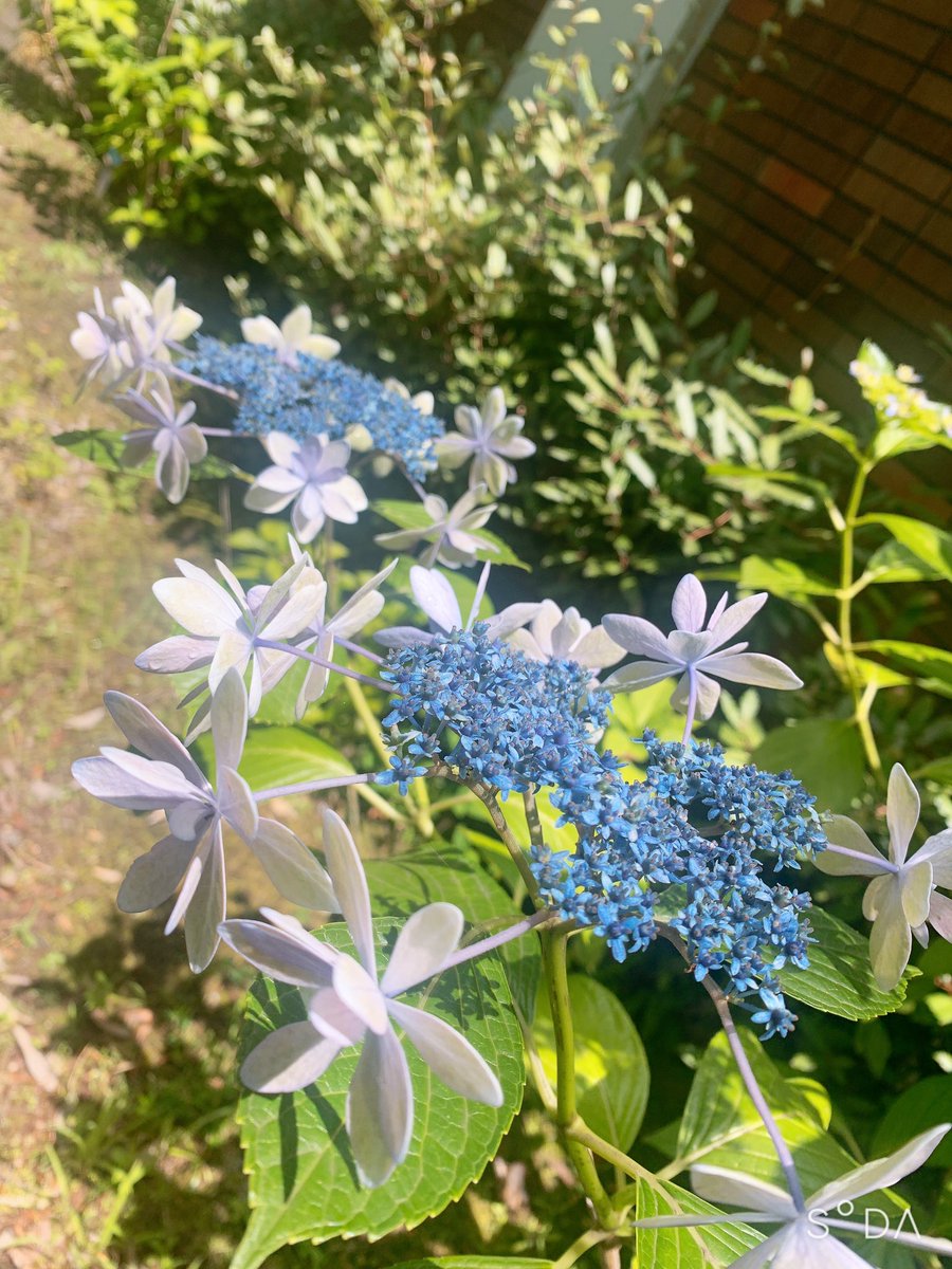 ガクアジサイも風情があって良きですよね〜

最近見ないけど、ひとつひとつの花の形が不思議でじーっと見ちゃう👀✨

今年の梅雨は雨少ないですねぇ、お野菜大丈夫かな🍅🌽🥒🍆🍅🌽🥒🍆🍅🌽🥒🍆🍅🌽🥒🍆 https://t.co/pIYcOToedO