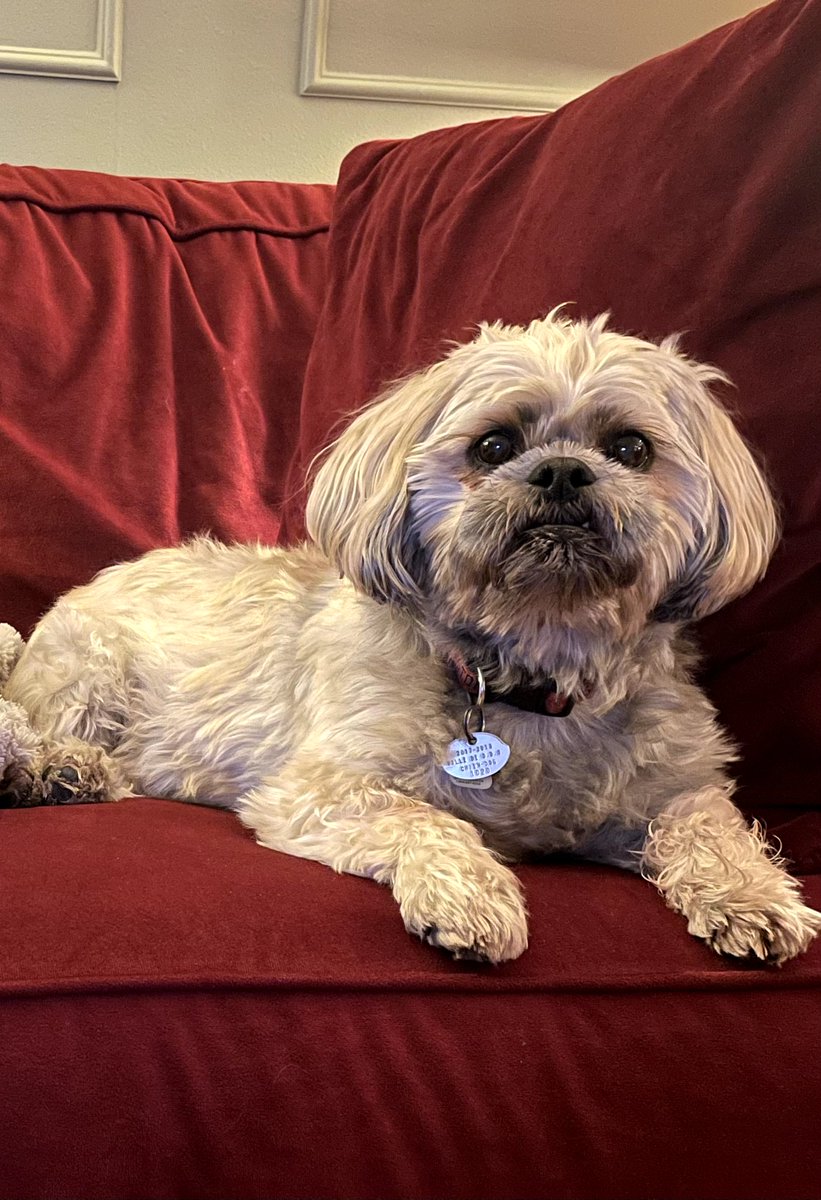 It is with shattered hearts that we said goodbye to our beloved Chester today. We were all with him as he journeyed beyond. Thank you Chessie for 11 years and 7 months of pure joy &amp; love. I'll miss you "baby boy" ❣️💔💔