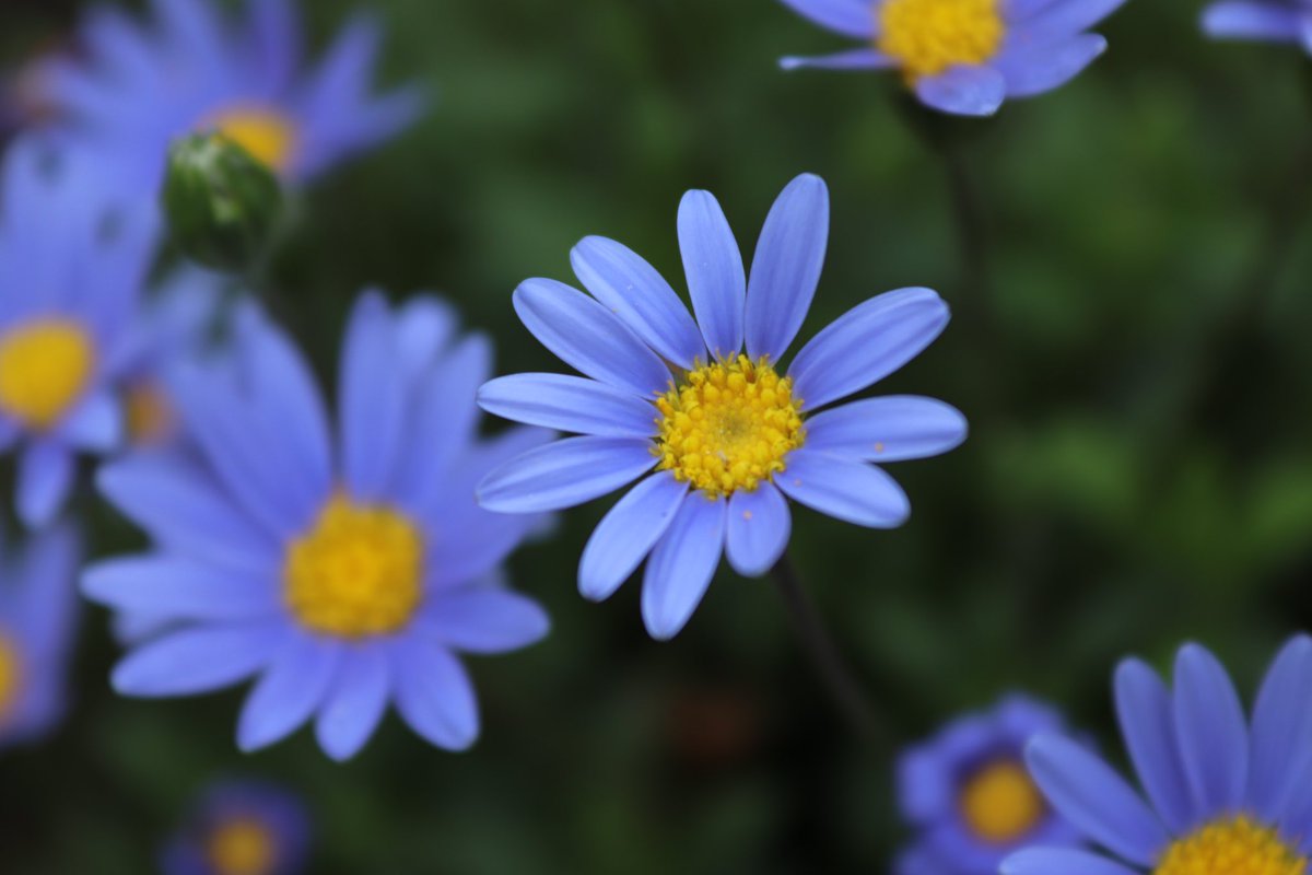 greengage design tweet media