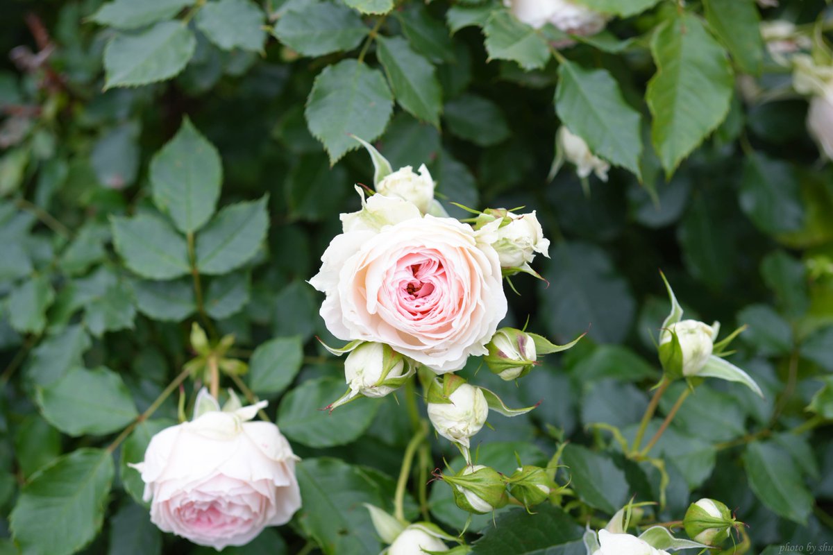 shuokitsu's tweet photo. このお花好き https://t.co/p54ubfUy49