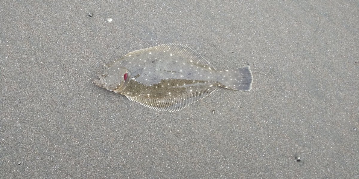 kepechannel's tweet photo. 暴風ですが、ソゲGET🎣
#fraton
#鹿島灘サーフ https://t.co/Eevu3Pazfn