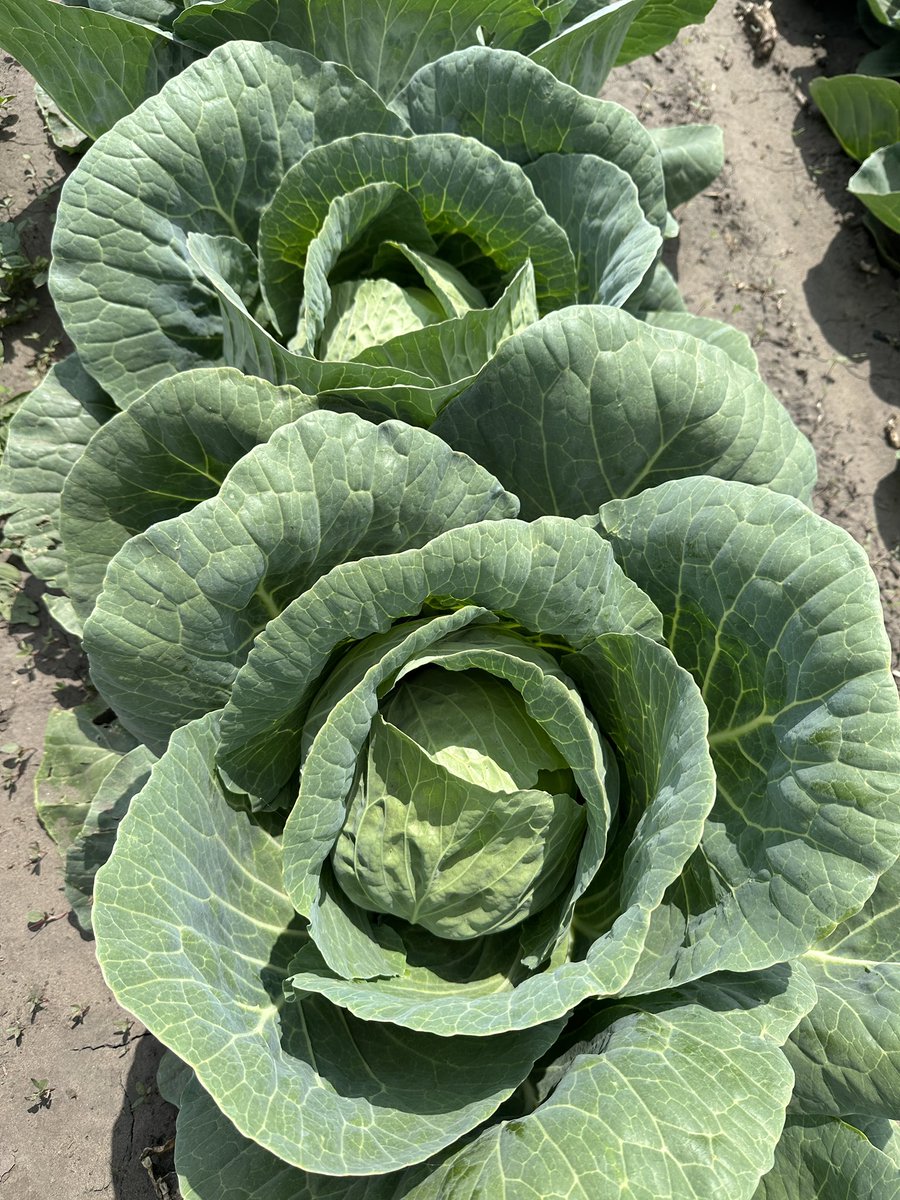 PKolochuk's tweet photo. Favorite part of my job @PeakoftheMarket is visiting the farms, catching up with the Growers & seeing what’s “growing”. Yesterday was spent with @justn0therguy checking out the cabbage & another planting of cauliflower. #bornafarmeralwaysafarmer #LifeofaCEO #MBVeggieGrowers https://t.co/lNVVLuiQ2L