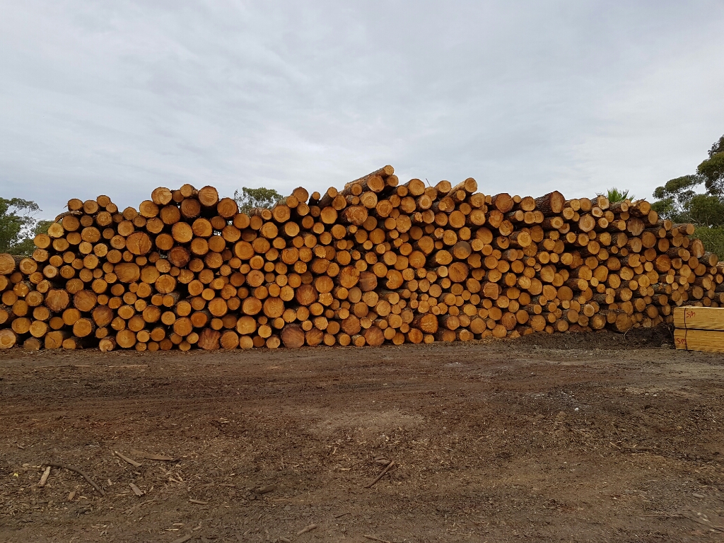 These plantation Pine Logs, sourced from the Lofty Ranges near Nuriootpa, are now ready for processing in our sawmilling operation.🌲✂️

Our goal is to transform them into high-quality pallet timber specifically for K&amp;S Pallets.

📞 Call 1800 360 039 to order today!
#timber