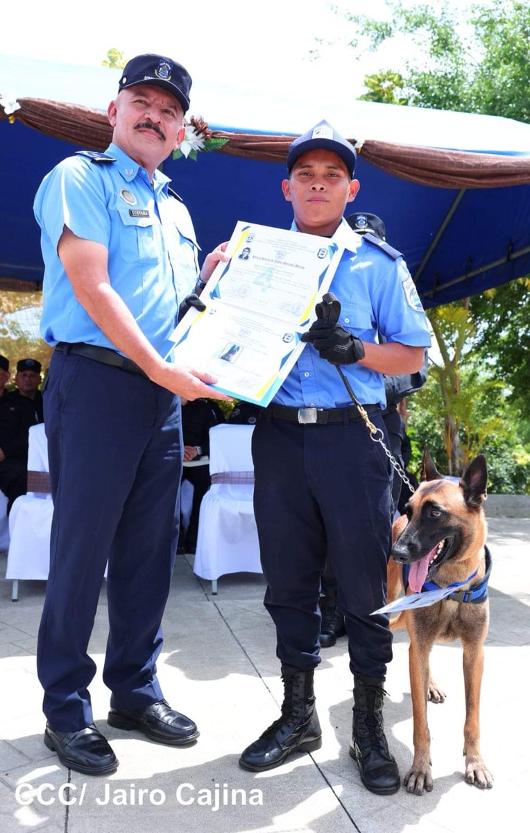 JaimeNindiri's tweet photo. 🚨Policía Nacional Clausura de curso de Técnica Canina Graduación de 25 compañeros como Guías Caninos con sus respectivos canes en especialidades en rastreo de explosivos y drogas. DOEP, Complejo Policial Cristian Munguía Managua. 
#4419SiempreVictoriosos 
@Xeras_BD https://t.co/Gox1fd3UWO