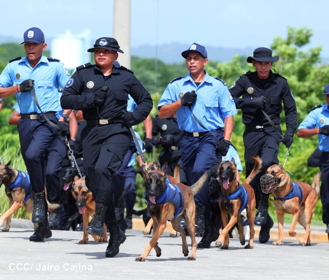 JaimeNindiri's tweet photo. 🚨Policía Nacional Clausura de curso de Técnica Canina Graduación de 25 compañeros como Guías Caninos con sus respectivos canes en especialidades en rastreo de explosivos y drogas. DOEP, Complejo Policial Cristian Munguía Managua. 
#4419SiempreVictoriosos 
@Xeras_BD https://t.co/Gox1fd3UWO