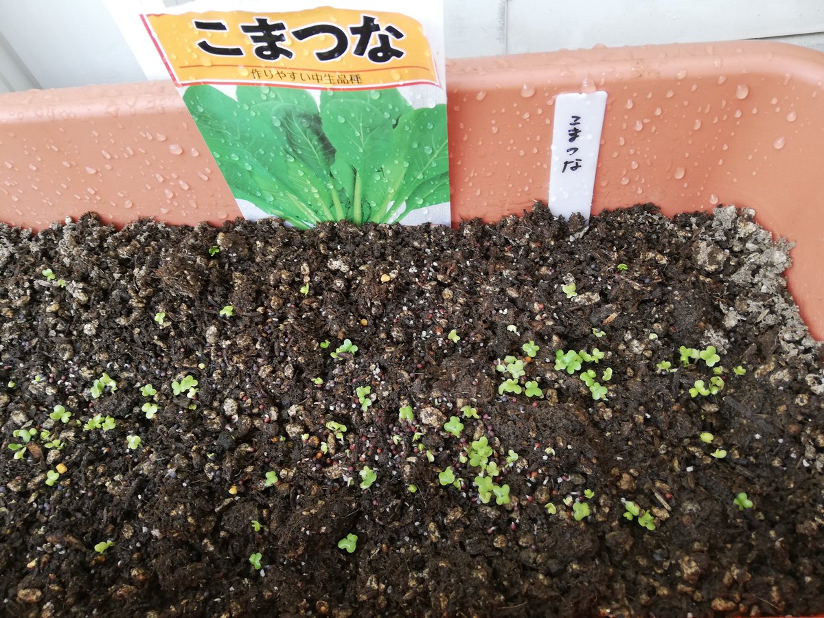 成長早 https://t.co/abHp2p2t1F