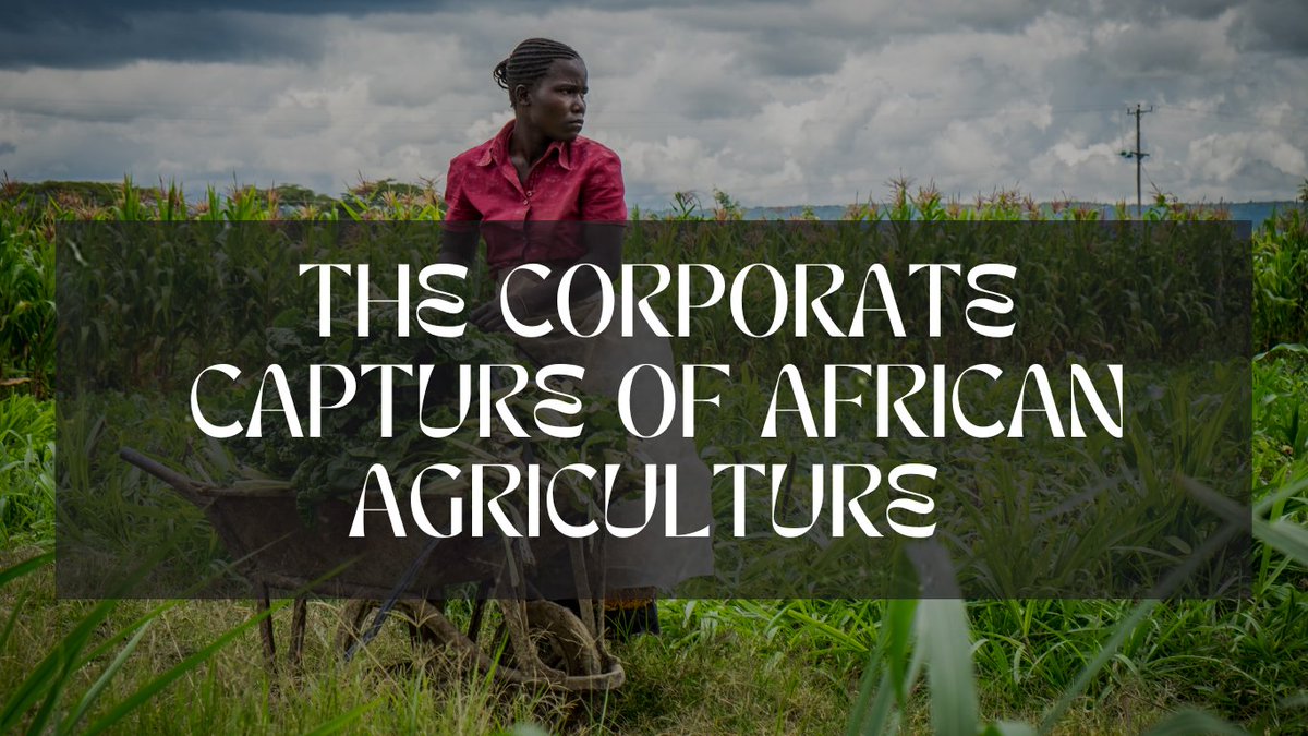 📢Episode 2 of 'The Last Seed' film: 'The Corporate Capture of African Agriculture'.

AGRA's flawed model, neo-colonialism & eroding #seedsovereignty exposed. Witness how corporate interests threaten traditional farming, jeopardizing #foodsovereignty. 👇

bit.ly/3rfyXHh